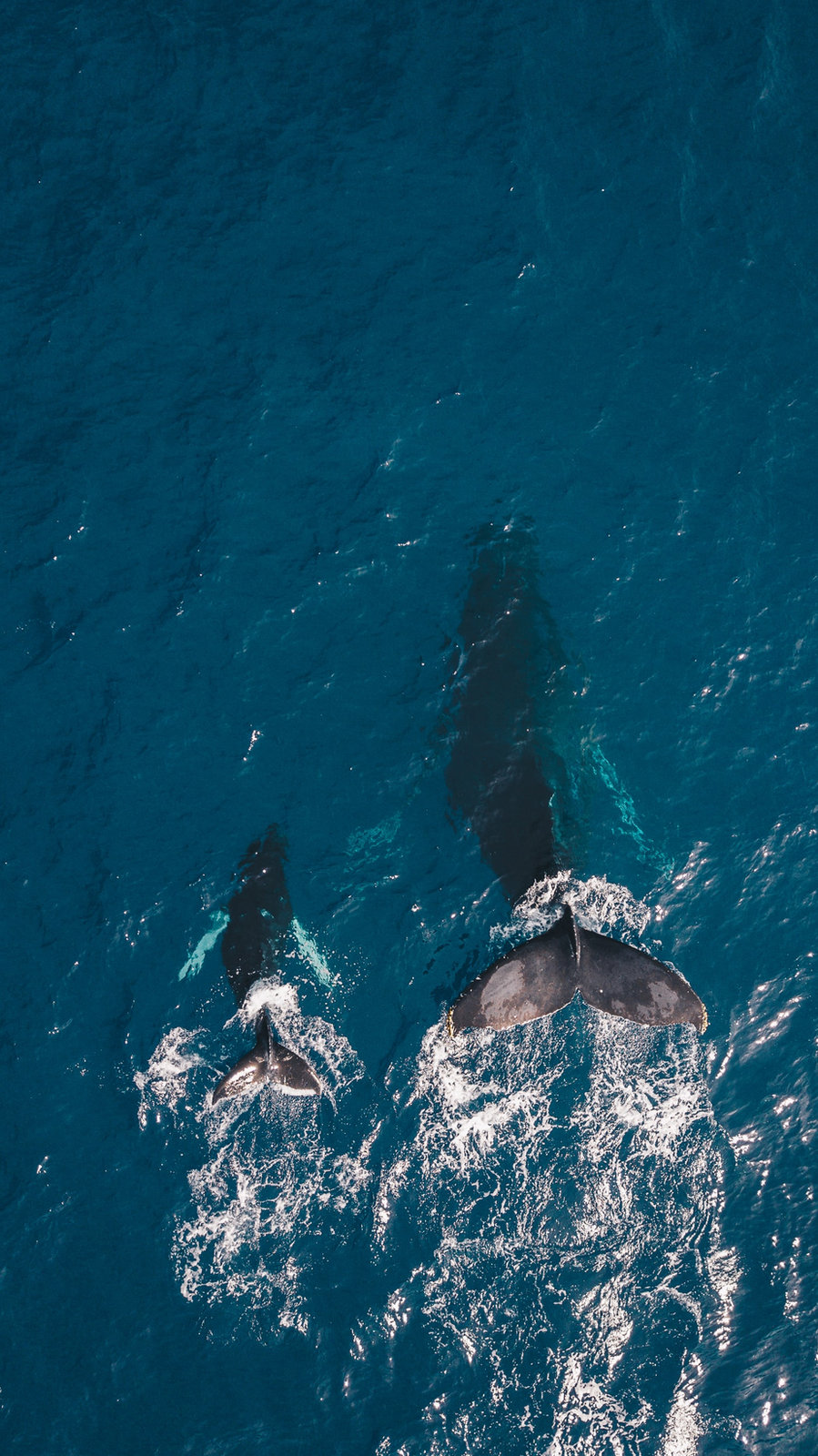 Observation des baleines au large des Açores